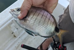 Diplodus holbrookii