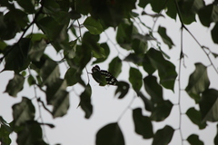 Phaedyma columella singa