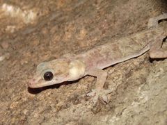 Phyllopezus pollicaris