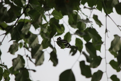 Phaedyma columella singa