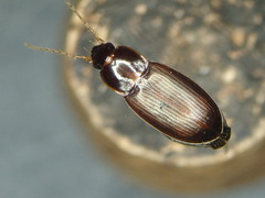 Calathus mollis