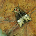 Mesoligia furuncula - Photo (c) Michał Brzeziński, μερικά δικαιώματα διατηρούνται (CC BY-NC), uploaded by Michał Brzeziński