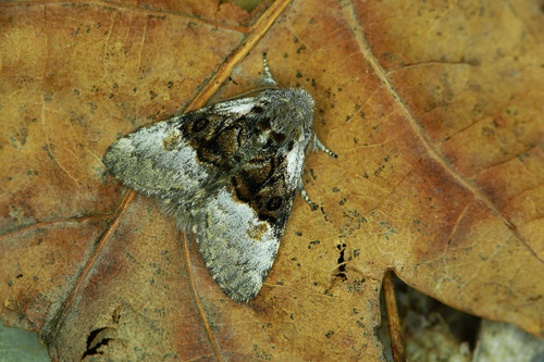 Nut-Tree Tussock