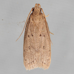 Kyoto Moth