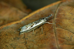 Platytes alpinella