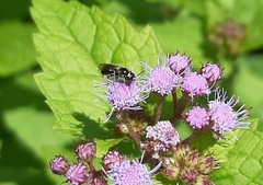 Ceratina