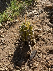 Trichocereus bridgesii