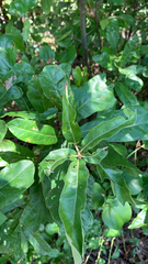 Quercus × leana