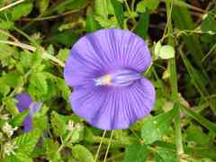 Centrosema brasilianum