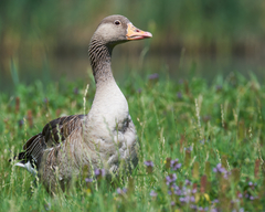 Anser anser
