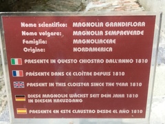 Magnolia grandiflora