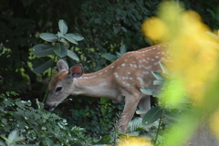 Odocoileus virginianus
