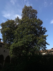 Magnolia grandiflora