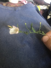 Campanula aparinoides