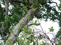 Pittosporum cornifolium