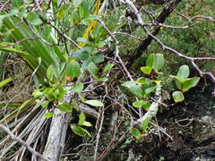 Pittosporum cornifolium