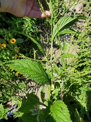 Verbena urticifolia