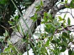 Pittosporum cornifolium