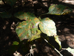 Crataegus viridis glabriuscula