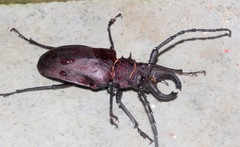 Priotyrannus mordax