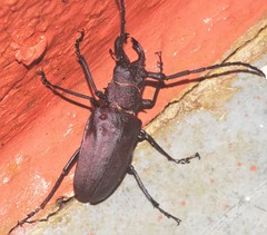Priotyrannus mordax