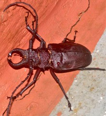 Priotyrannus mordax