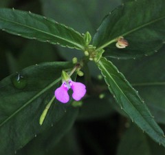 Impatiens minor