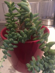 Sedum burrito
