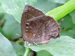 Mahathala ameria