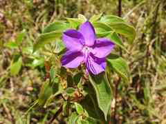 Rhynchanthera grandiflora