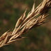 Hard Fescue - Photo (c) Christian Berg, some rights reserved (CC BY), uploaded by Christian Berg