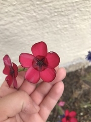 Linum grandiflorum