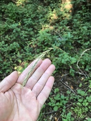 Elymus californicus