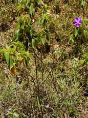 Rhynchanthera grandiflora