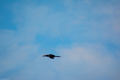 Pteroglossus aracari