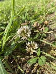 Trifolium repens