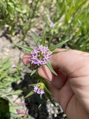 Collomia