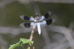 Plathemis subornata