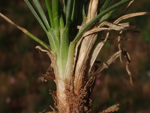 Image of Festuca trachyphylla by (c) Christian Berg, some rights reserved (CC BY)