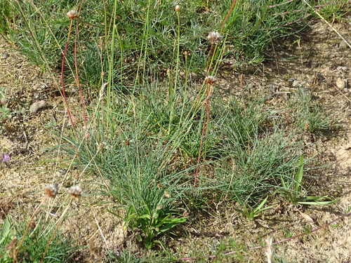 Image of Festuca trachyphylla by (c) Christian Berg, some rights reserved (CC BY)