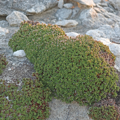 Limonium obtusifolium