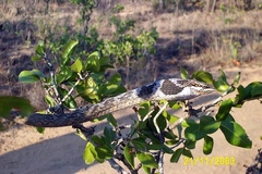 Thelotornis capensis capensis