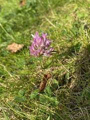 Trifolium pratense