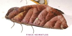 Hapigia nodicornis