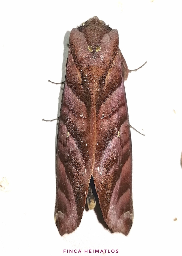 Hapigia nodicornis