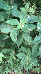 Impatiens parviflora