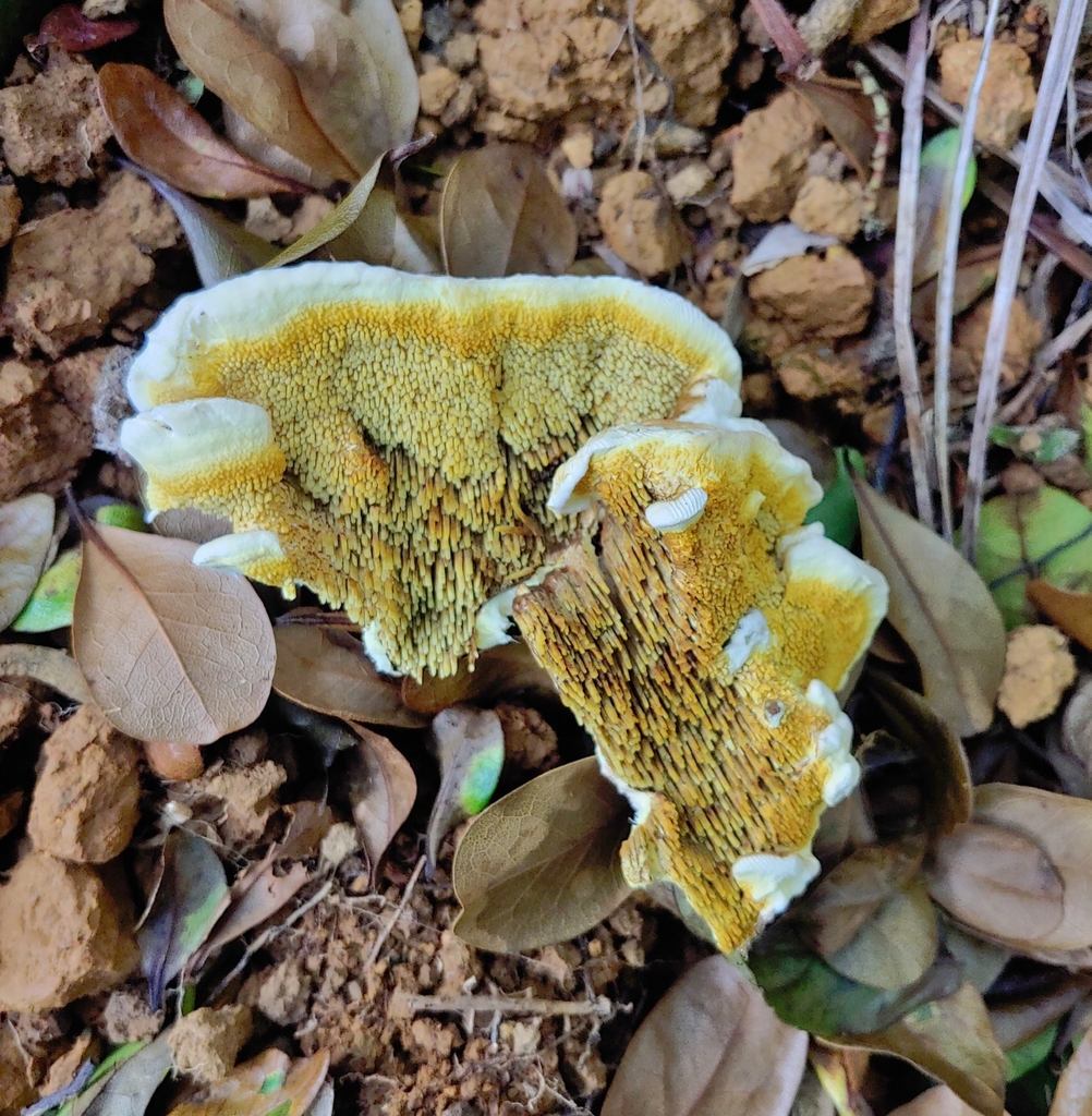 Gyrodontium
