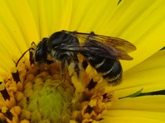 Andrena aliciae