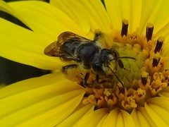 Andrena aliciae