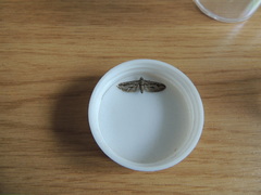 Eupithecia phoeniceata